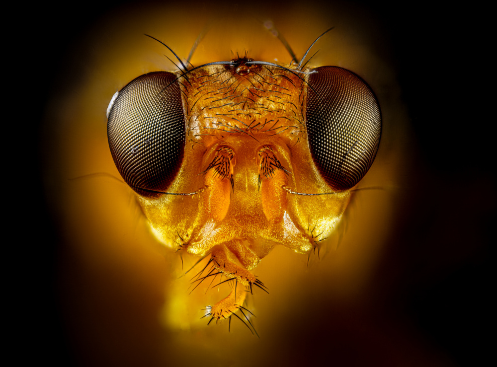 Orange Fly von Andre J Fjørtoft