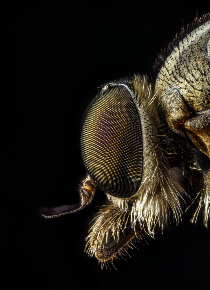 Rhagionidae profile view von Andre J Fjørtoft