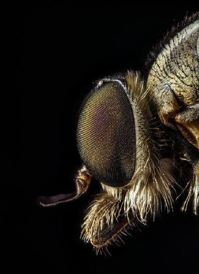 Rhagionidae profile view