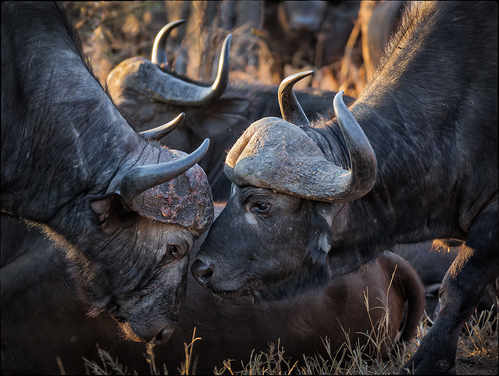 Look into my eyes von Andre Victor