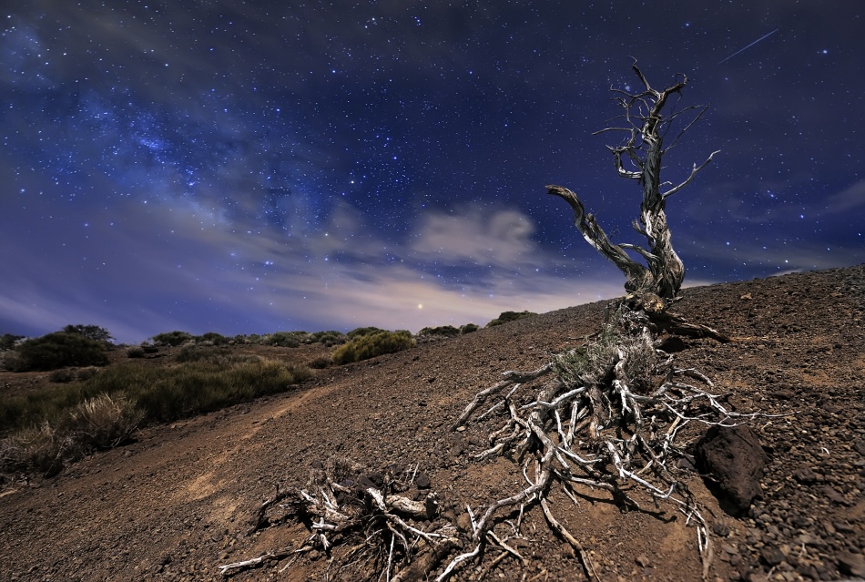 Tree in the night von Andrea Auf dem Brinke