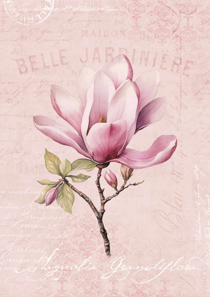 Magnolia Pink No1 von Andrea Haase