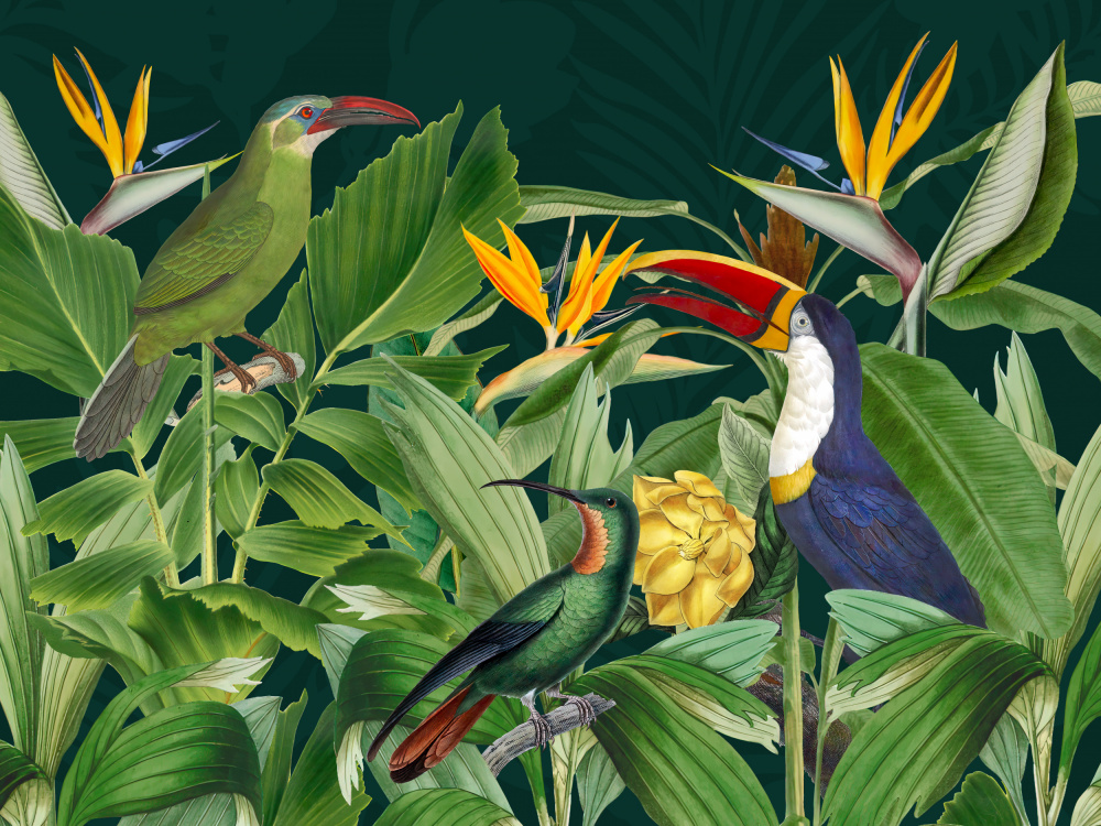 Rainforest Birds von Andrea Haase