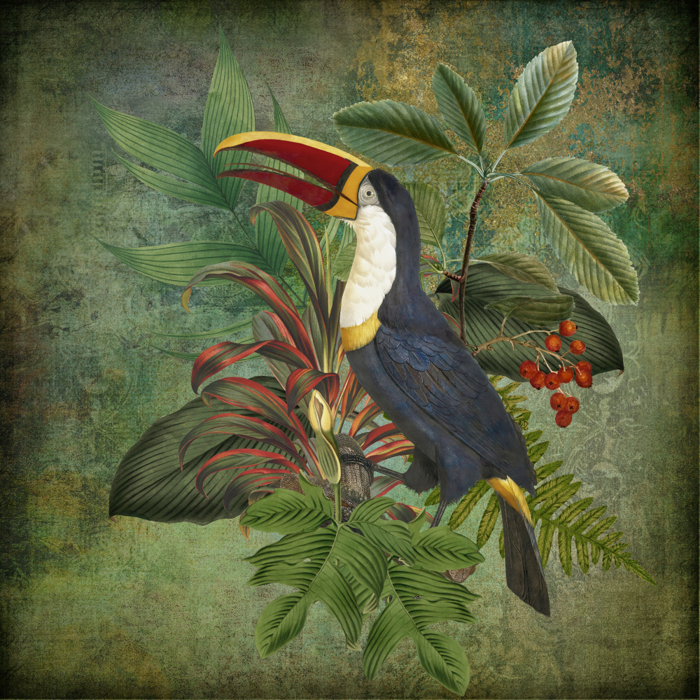 Toucan von Andrea Haase