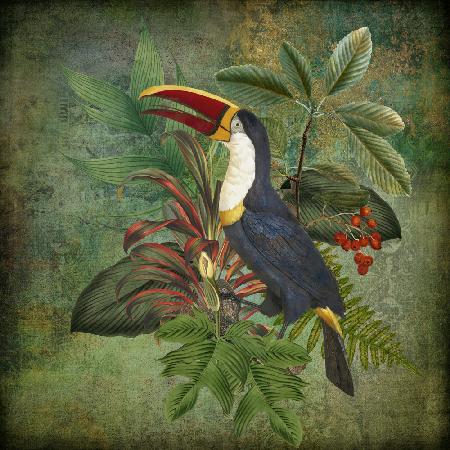 Toucan