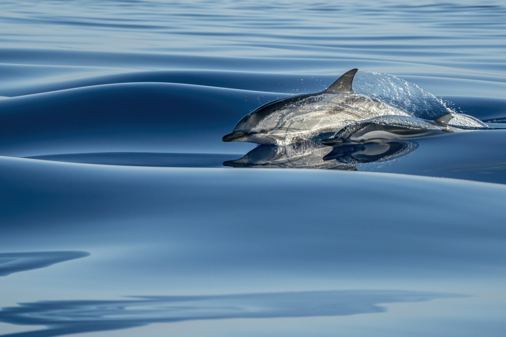 Surfing a velvet sea von Andrea Izzotti