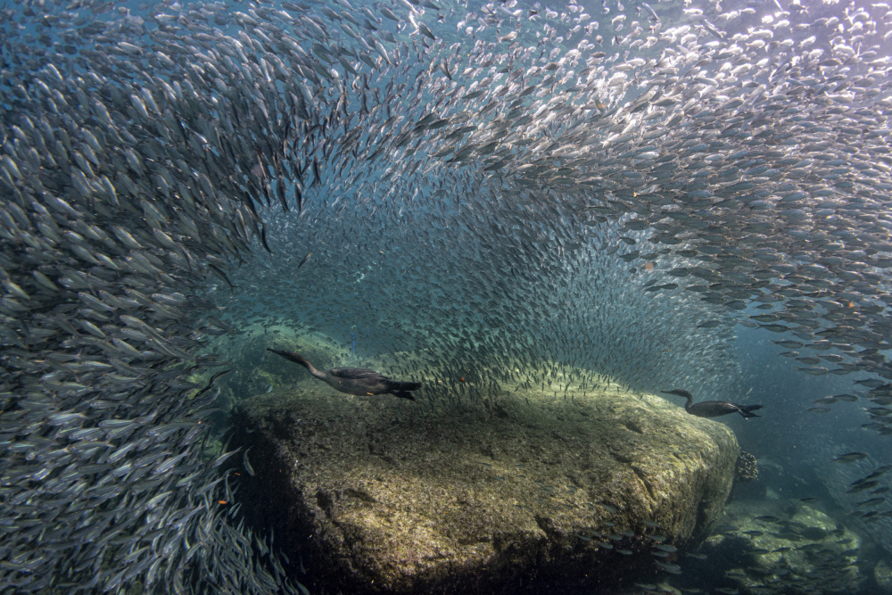 Cormorhunt von Andrea Izzotti