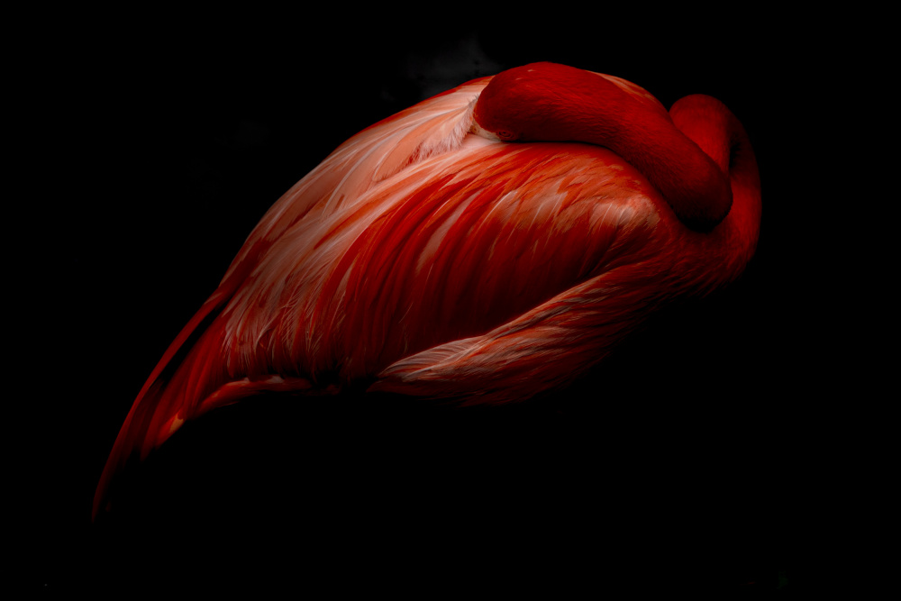 The heart von Andrea Izzotti