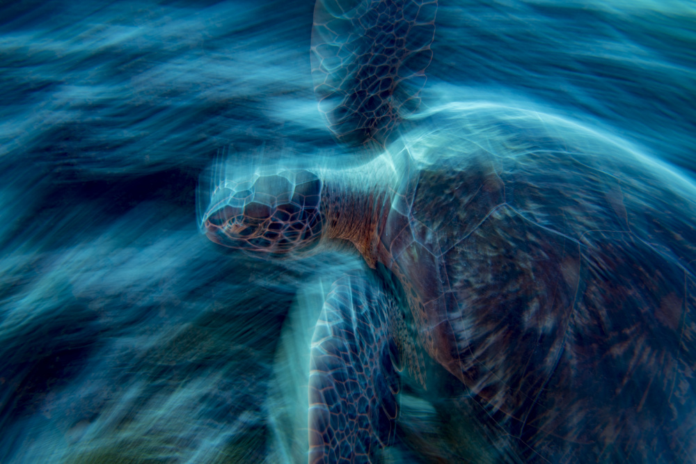 The Ghost Turtle von Andrea Izzotti