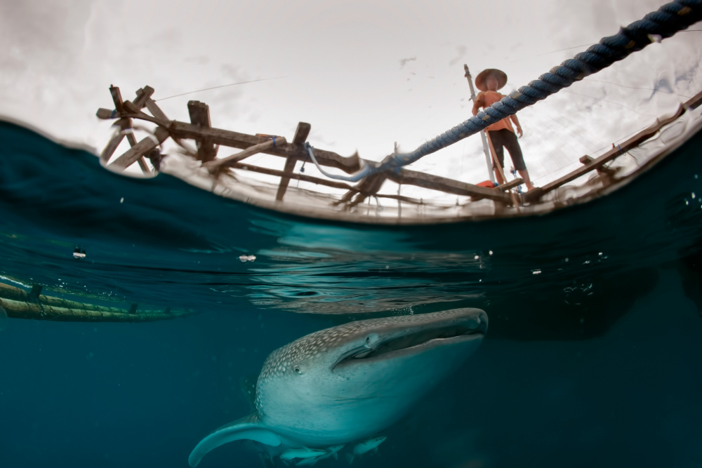 Man and shark von Andrea Izzotti