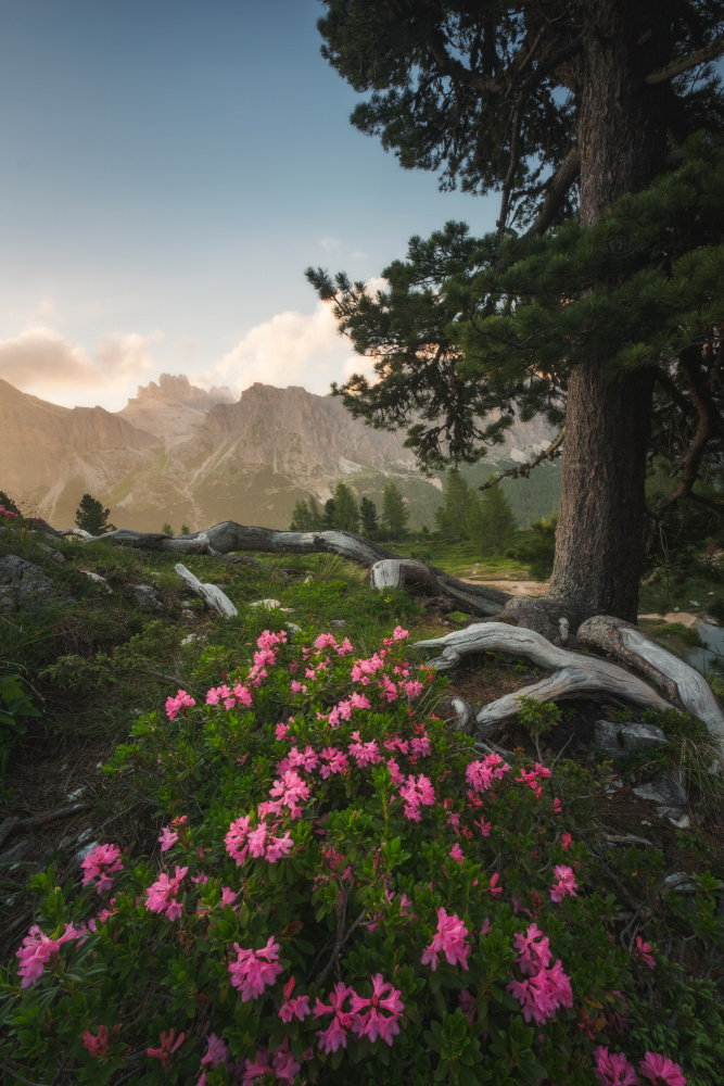 Mountain flowering von Andrea Maestosi