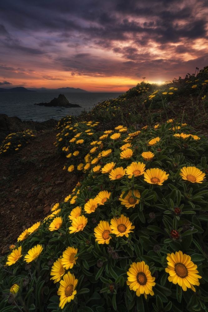 Yellow flowers von Andrea Maestosi