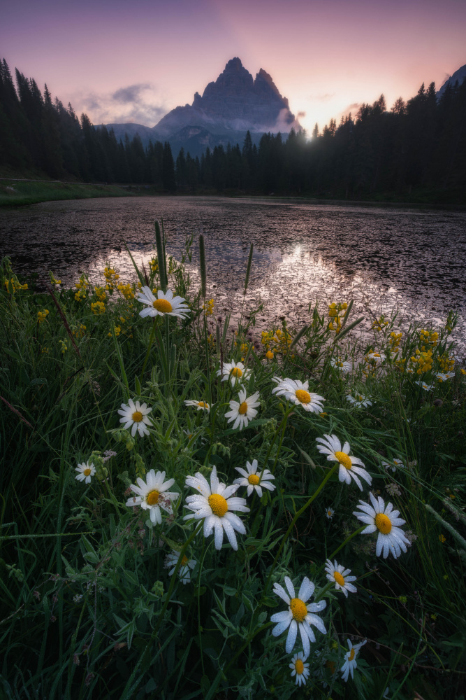 Touch of spring von Andrea Maestosi