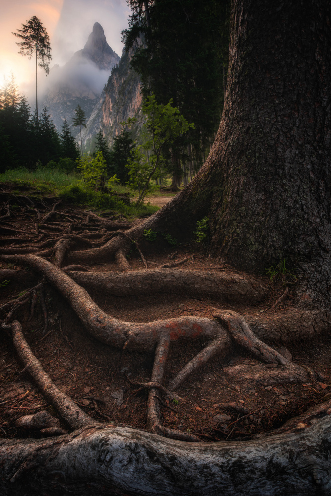 Roots of the earth von Andrea Maestosi