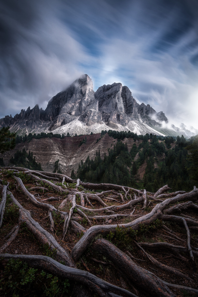 Between roots and clouds von Andrea Zappia