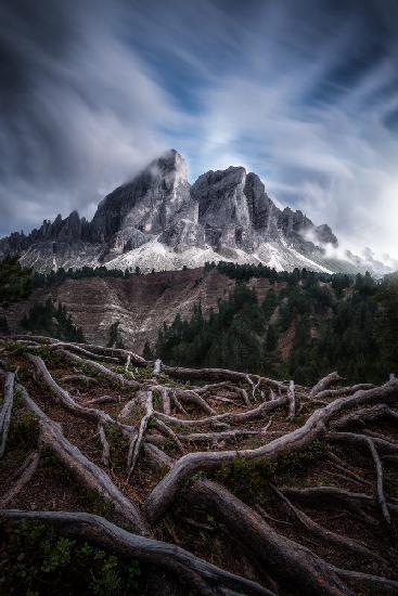 Between roots and clouds