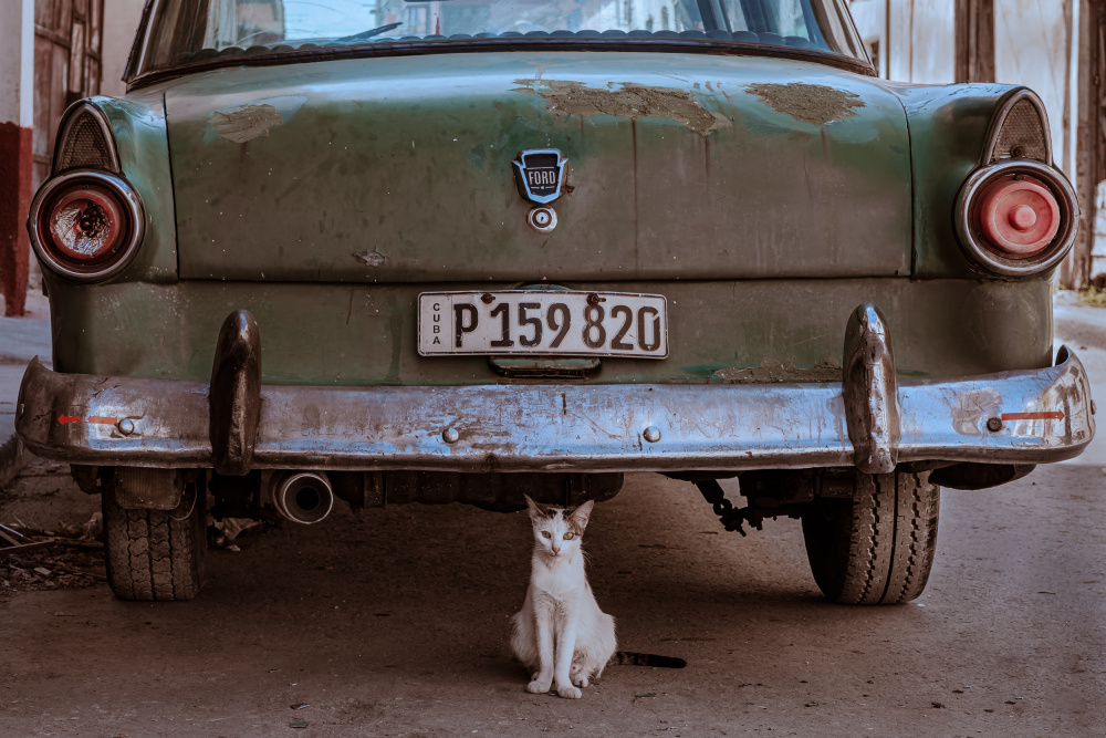 Cuban Cat with Car von Andreas Bauer