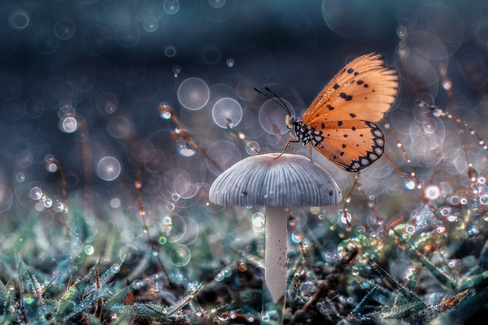 Butterfly and mushroom von Andreas Karyadi