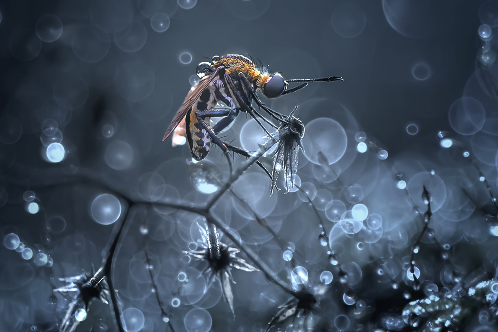 Tiger Mosquito von Andreas Karyadi