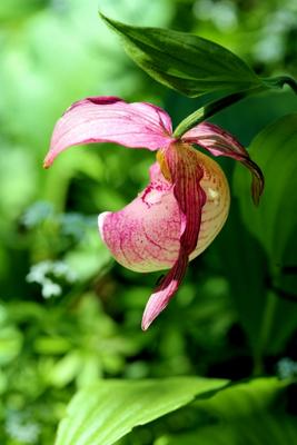 Gartenorchidee von Andreas Und Alexander Zeilinger