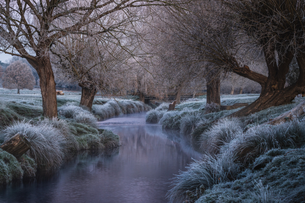 Early frost von Andreea Selagea