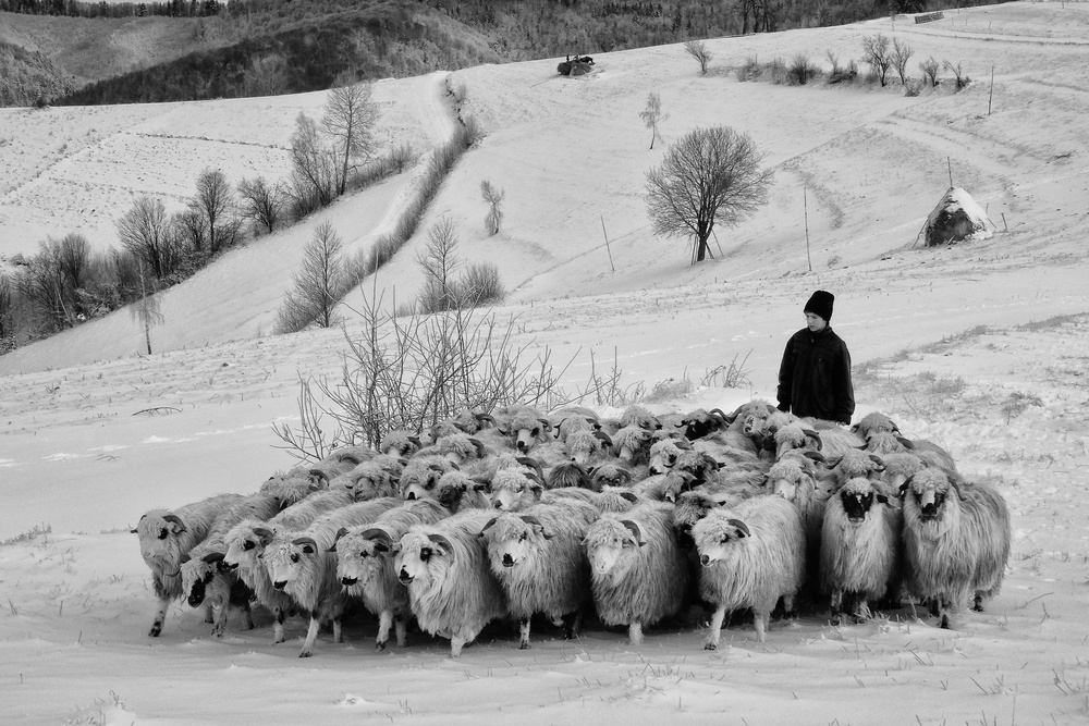 shepherd of Holbav von Andrei Nicolas - The Traveler