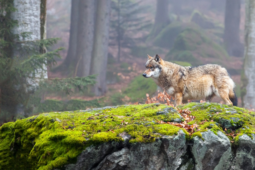 European wolf von Andrej Topolovec