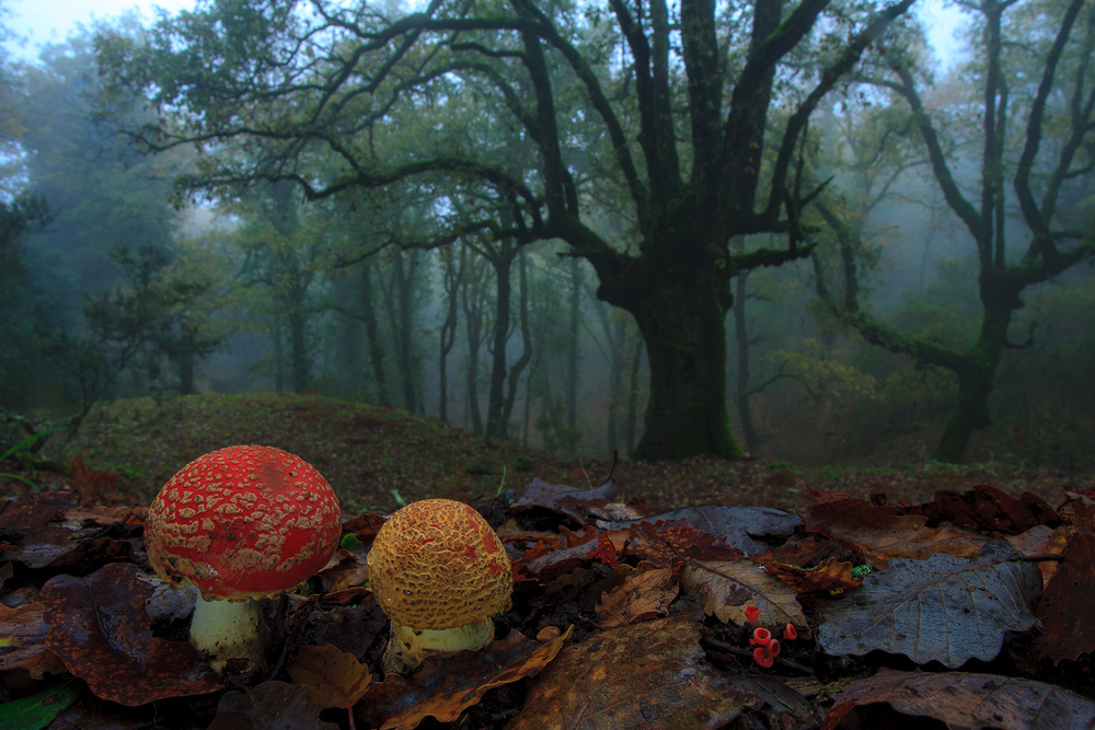 Fly agarics von Andres Miguel Dominguez