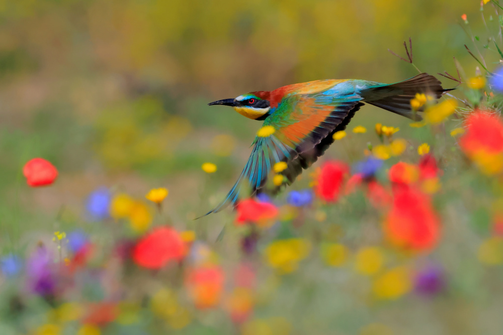 Spring von Andres Miguel Dominguez