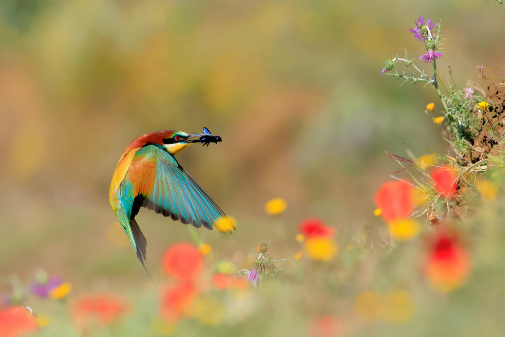 Spring colors von Andres Miguel Dominguez