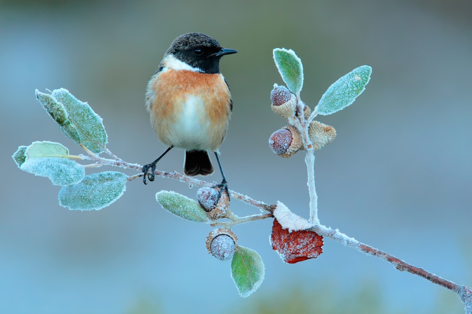 Hard winter von Andres Miguel Dominguez