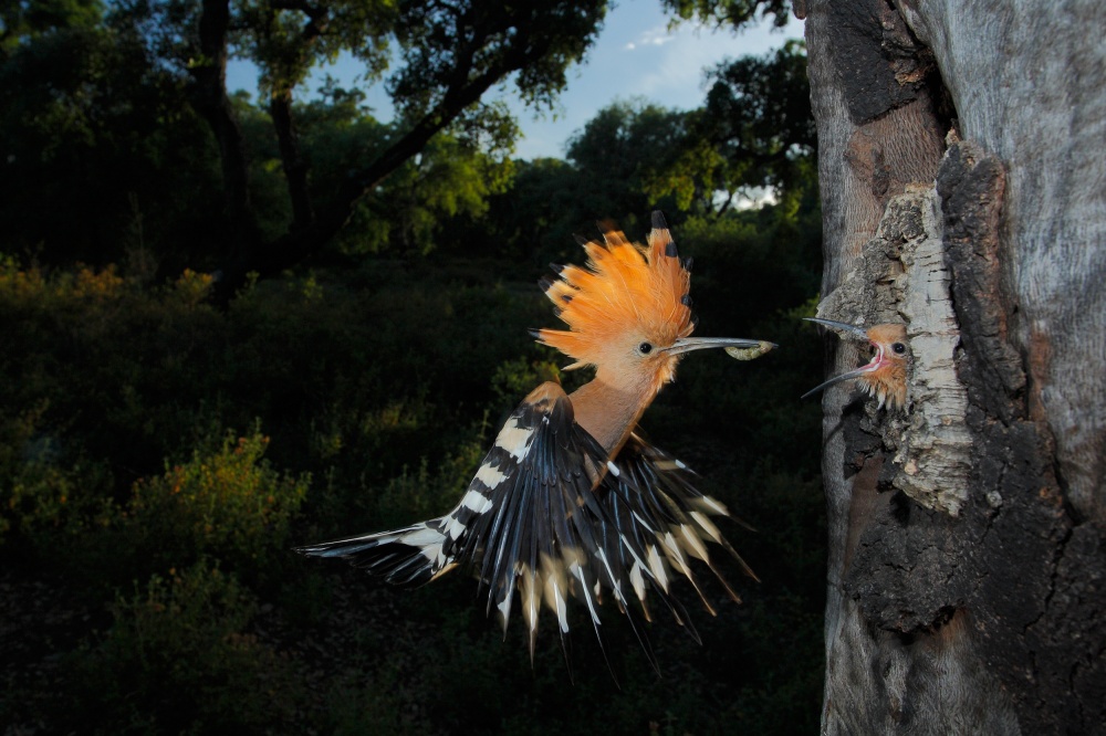 Hoopoe in flight von Andres Miguel Dominguez