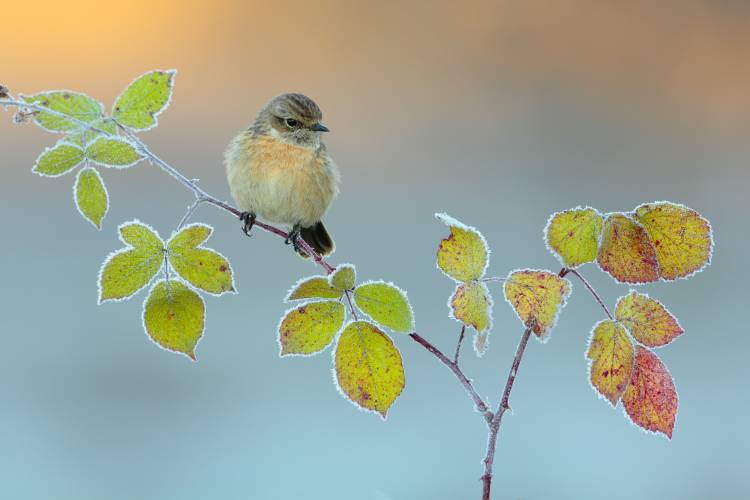 Winter colors von Andres Miguel Dominguez