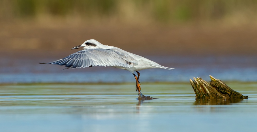 Gull-Billed Tern von Andrés Ruggeri