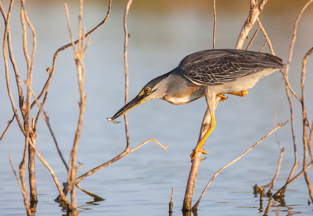 Striated heron eating von Andrés Ruggeri