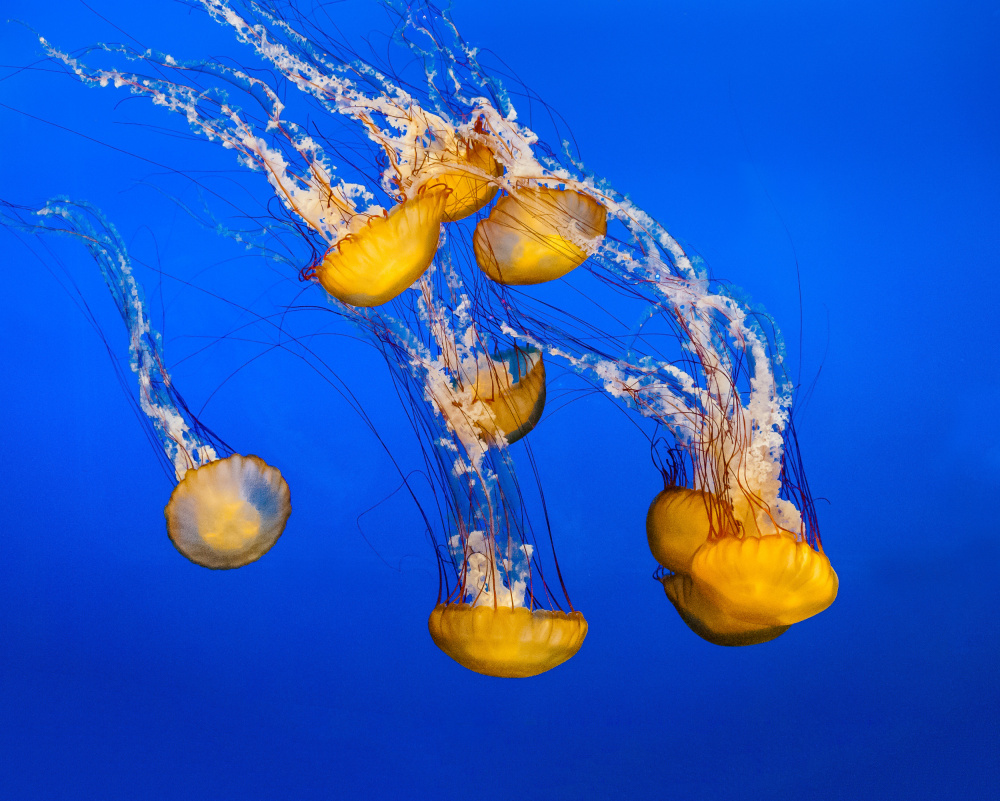 Dancing Jellyfish, #300 von Andrew Beavis