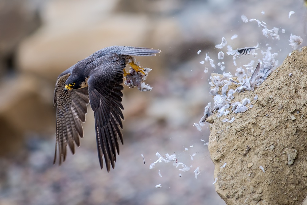 Falcon Jetwash! von Andrew J. Lee