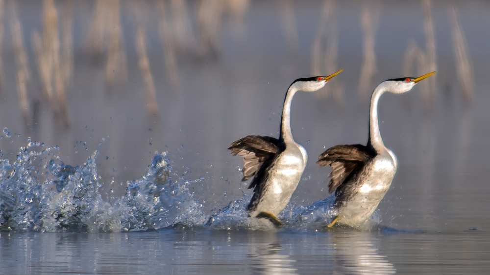 Rushing for Love! von Andrew J. Lee