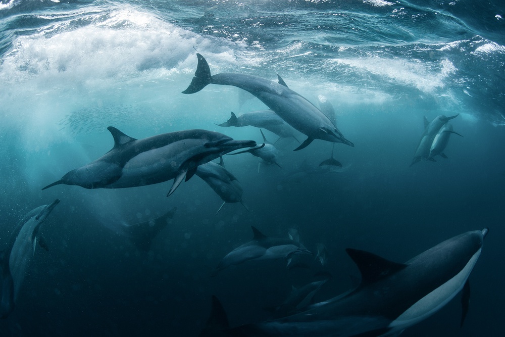 Dolphine run von Andrey Narchuk