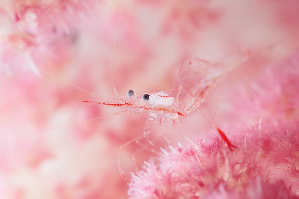 Glamour shrimp von Andrey Narchuk