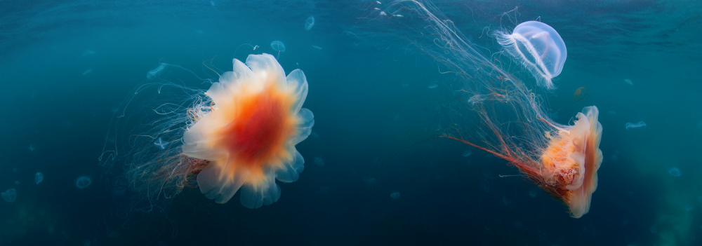 Jellyfish sea von Andrey Narchuk