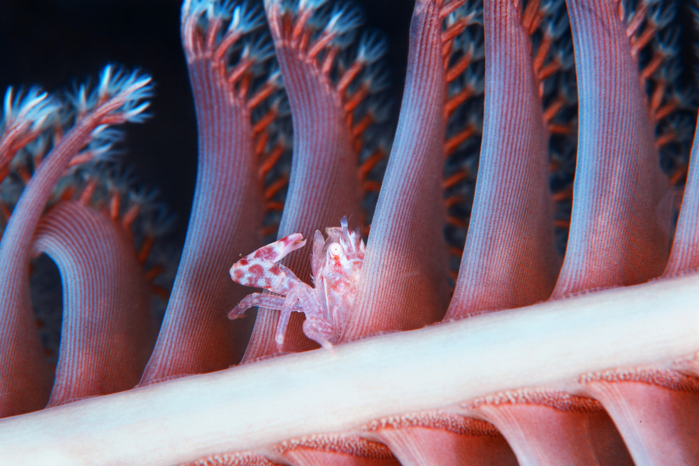 Tiny crab von Andrey Narchuk