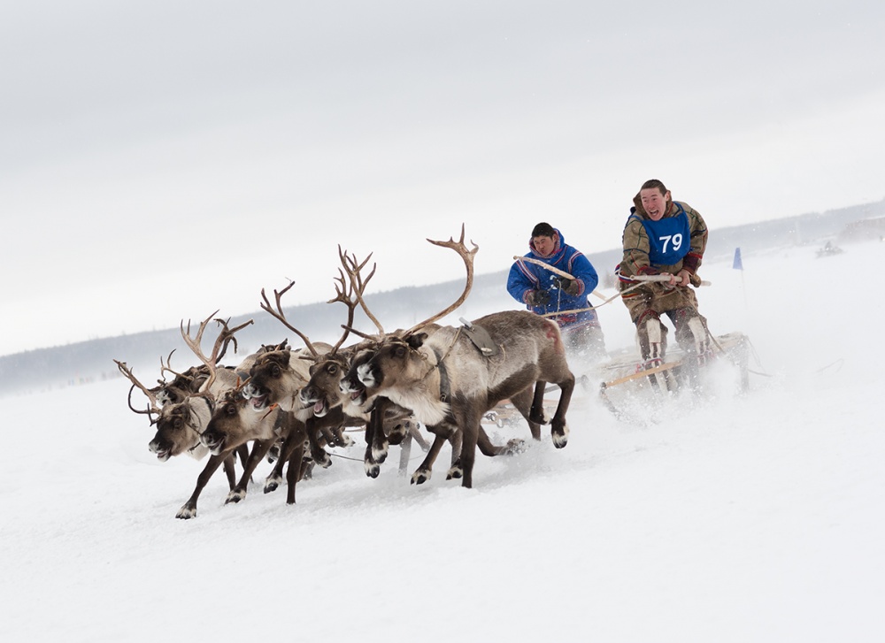 Races on reindeer von Andrey Snegirev