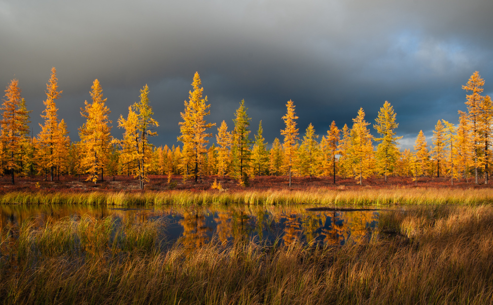 Siberian fall von Andrey Snegirev