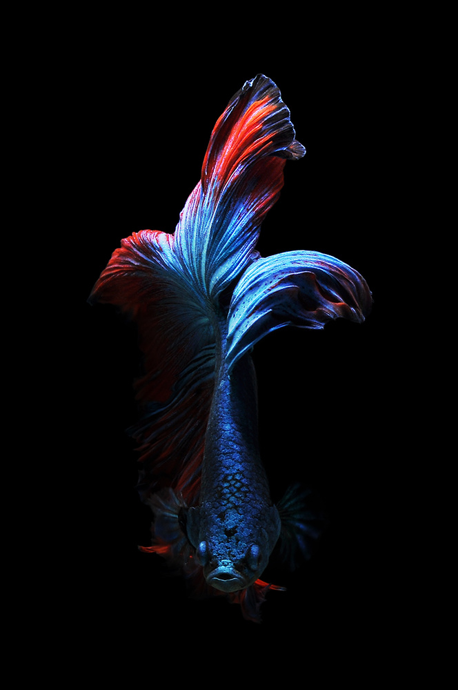 Betta Fish - Betta Flowers von Andri Priyadi