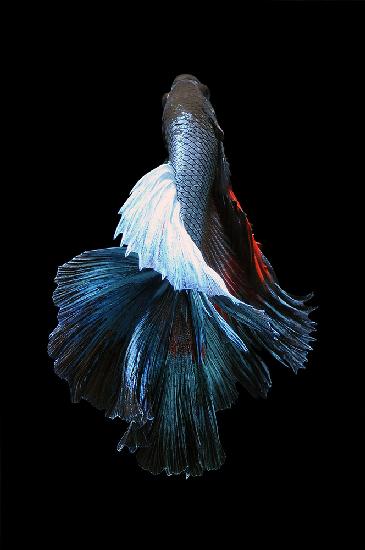 Betta Fish - Flower Of Rocket