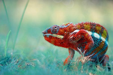 Chameleon Phanter