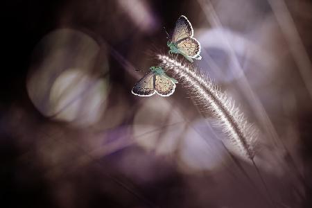 A Pair of Butterflies