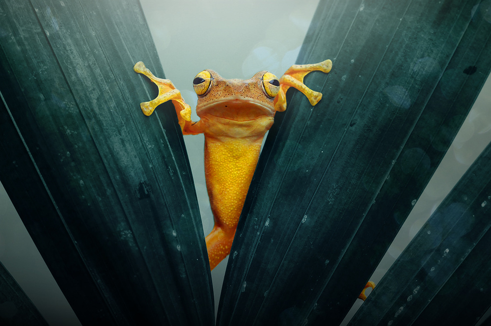 Gold Frog von Andri Priyadi