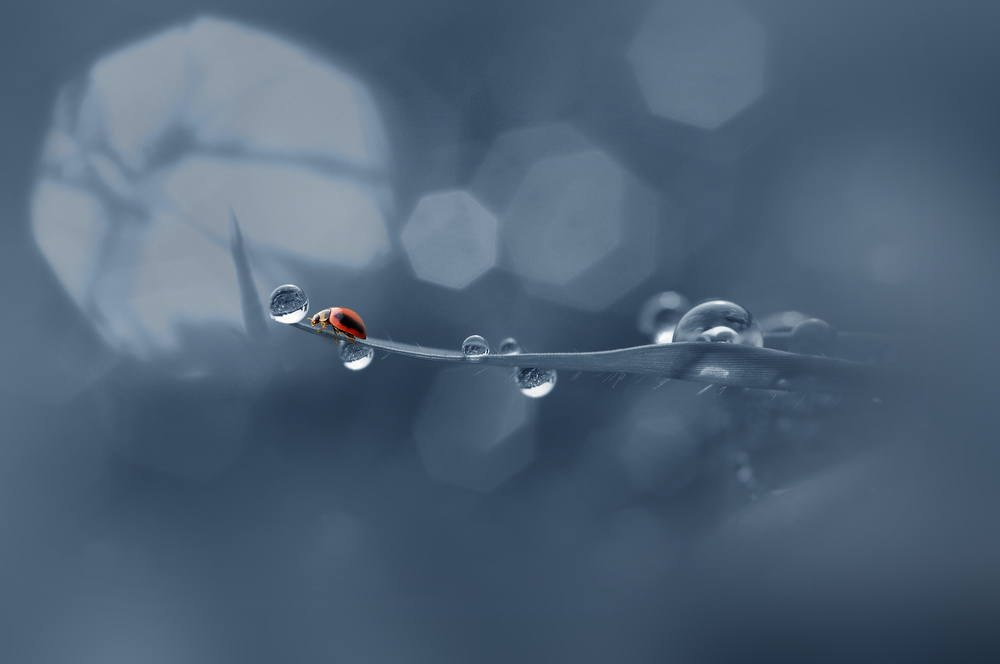 Lady Bug - Fetch a Fortune von Andri Priyadi